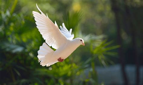 The Dove .